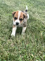 Hank , a male Australian Cattle Dog for sale in Westville, IN – 3 of 4