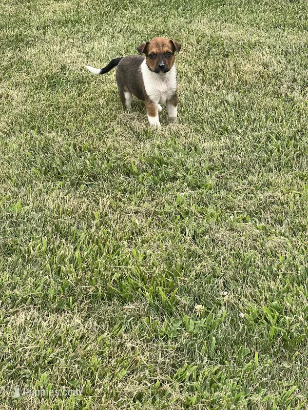 Sadie – Australian Cattle Dog puppy for sale in Westville, IN