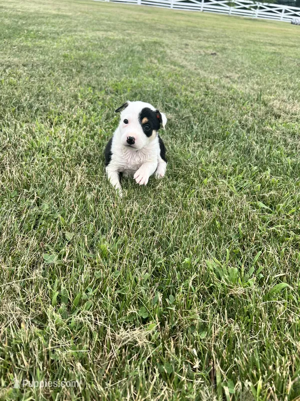 Sami  – Australian Cattle Dog puppy for sale in Westville, IN