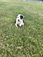 Sami , a female Australian Cattle Dog for sale in Westville, IN – 2 of 4