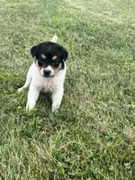 Benji, a male Australian Cattle Dog for sale in Westville, IN – 2 of 4