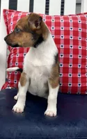 Sadie, a female Australian Cattle Dog for sale in Westville, IN – 4 of 4