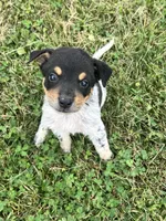 Jordan , a male Australian Cattle Dog for sale in Westville, IN – 3 of 4
