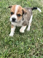 Hank , a male Australian Cattle Dog for sale in Westville, IN – 2 of 4