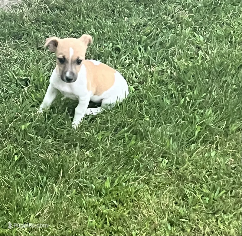 Belle  – Jack Russell Terrier puppy for sale in Westville, IN