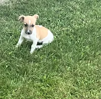 Belle , a female Jack Russell Terrier for sale in Westville, IN – 1 of 4