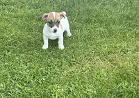 Baxter , a male Jack Russell Terrier for sale in Westville, IN – 2 of 5