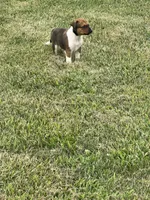 Sadie, a female Australian Cattle Dog for sale in Westville, IN – 3 of 3