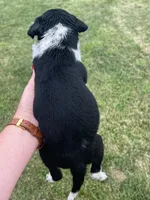 Sarah, a female Australian Cattle Dog for sale in Westville, IN – 2 of 4