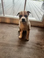 Hank , a male Australian Cattle Dog for sale in Westville, IN – 4 of 4