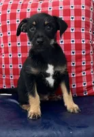 Jack, a male Chihuahua and Yorkshire Terrier for sale in Westville, IN – 1 of 2