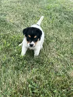Benji, a male Australian Cattle Dog for sale in Westville, IN – 4 of 4