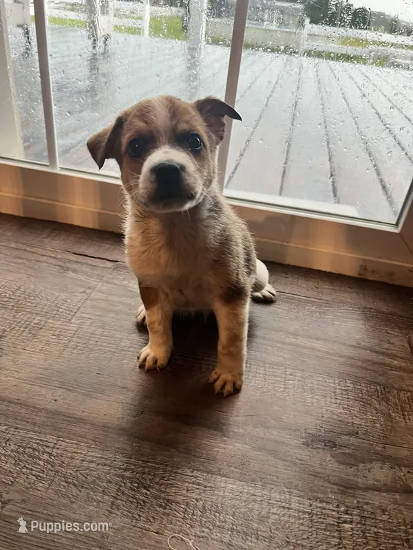 Hank  – Australian Cattle Dog puppy for sale in Westville, IN