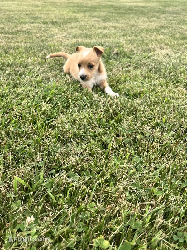 Annie  – Chihuahua, Yorkshire Terrier puppy for sale in Westville, IN