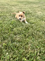 Annie , a female Chihuahua and Yorkshire Terrier for sale in Westville, IN – 1 of 5