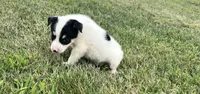 Benny , a male Australian Cattle Dog for sale in Westville, IN – 2 of 3