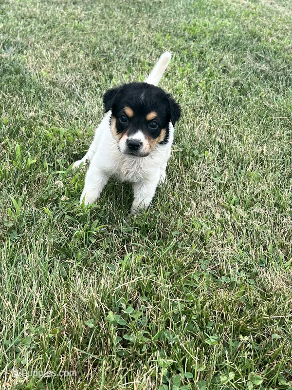Benji – Australian Cattle Dog puppy for sale in Westville, IN