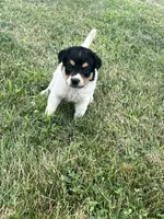 Benji, a male Australian Cattle Dog for sale in Westville, IN – 1 of 4