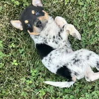 Jordan , a male Australian Cattle Dog for sale in Westville, IN – 2 of 4