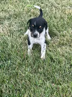 Sarah, a female Australian Cattle Dog for sale in Westville, IN – 3 of 4