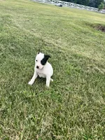 Sasha, a female Australian Cattle Dog for sale in Westville, IN – 4 of 4