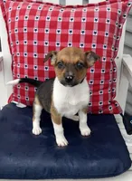 Sadie, a female Australian Cattle Dog for sale in Westville, IN – 2 of 4