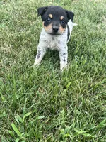 Jordan , a male Australian Cattle Dog for sale in Westville, IN – 4 of 4