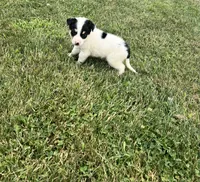 Benny , a male Australian Cattle Dog for sale in Westville, IN – 3 of 3