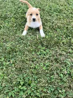 Annie , a female Chihuahua and Yorkshire Terrier for sale in Westville, IN – 4 of 5