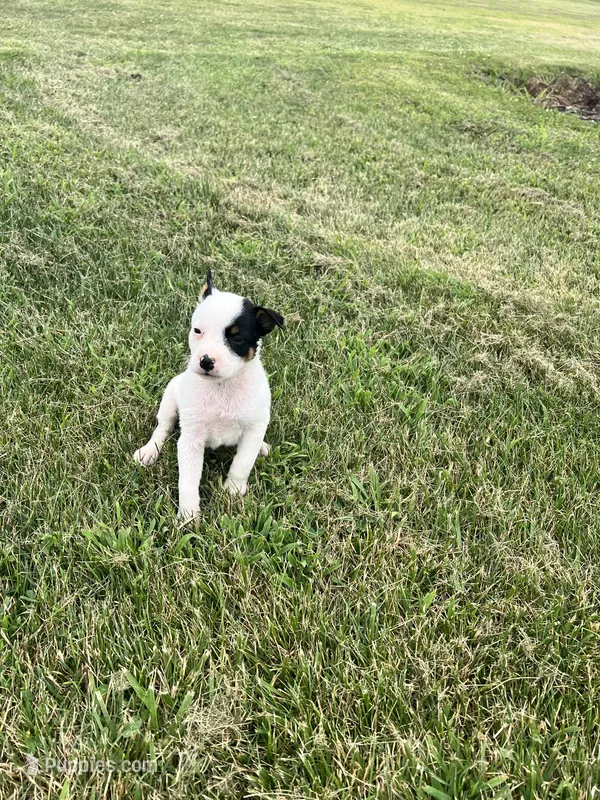 Sasha – Australian Cattle Dog puppy for sale in Westville, IN