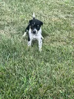 Sarah, a female Australian Cattle Dog for sale in Westville, IN – 4 of 4