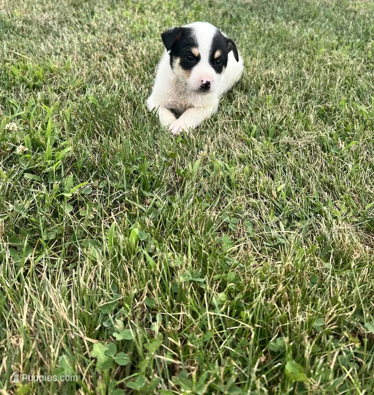 Benny  – Australian Cattle Dog puppy for sale in Westville, IN