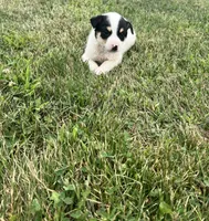 Benny , a male Australian Cattle Dog for sale in Westville, IN – 1 of 3