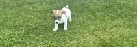 Baxter , a male Jack Russell Terrier for sale in Westville, IN – 3 of 5