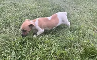 Belle , a female Jack Russell Terrier for sale in Westville, IN – 2 of 4