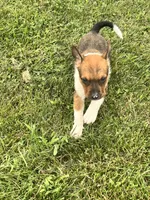 Sadie, a female Australian Cattle Dog for sale in Westville, IN – 2 of 3