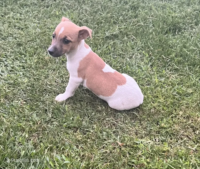 Belle – Jack Russell Terrier puppy for sale in Westville, IN