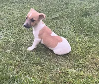 Belle, a female Jack Russell Terrier for sale in Westville, IN – 1 of 4