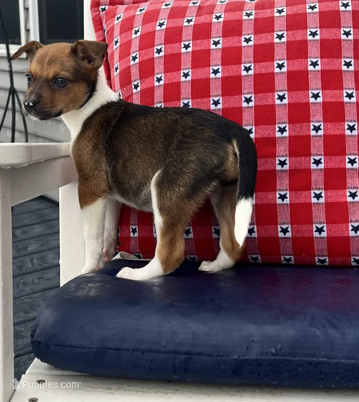 Sadie – Australian Cattle Dog puppy for sale in Westville, IN