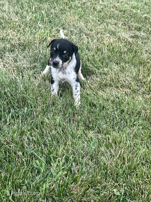 Sarah – Australian Cattle Dog puppy for sale in Westville, IN