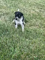 Sarah, a female Australian Cattle Dog for sale in Westville, IN – 1 of 4