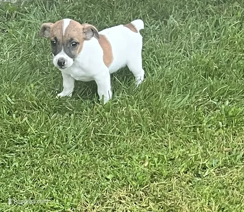 Baxter  – Jack Russell Terrier puppy for sale in Westville, IN