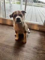 Hank , a male Australian Cattle Dog for sale in Westville, IN – 1 of 4