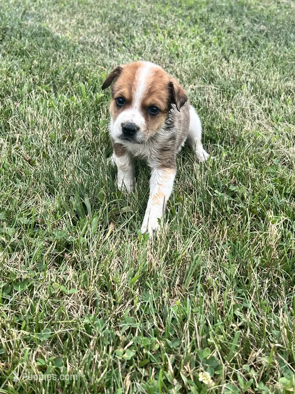 Hank  – Australian Cattle Dog puppy for sale in Westville, IN