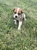 Hank , a male Australian Cattle Dog for sale in Westville, IN – 1 of 4