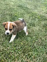 Hank , a male Australian Cattle Dog for sale in Westville, IN – 4 of 4