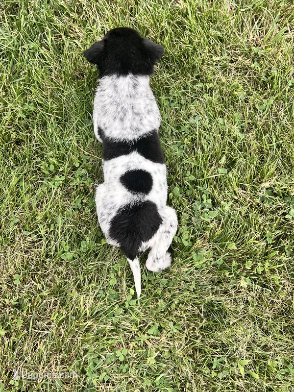 Jordan  – Australian Cattle Dog puppy for sale in Westville, IN