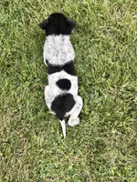 Jordan , a male Australian Cattle Dog for sale in Westville, IN – 1 of 4