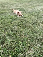 Annie , a female Chihuahua and Yorkshire Terrier for sale in Westville, IN – 5 of 5