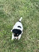 Benji, a male Australian Cattle Dog for sale in Westville, IN – 3 of 4